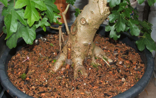 approach grafting roots